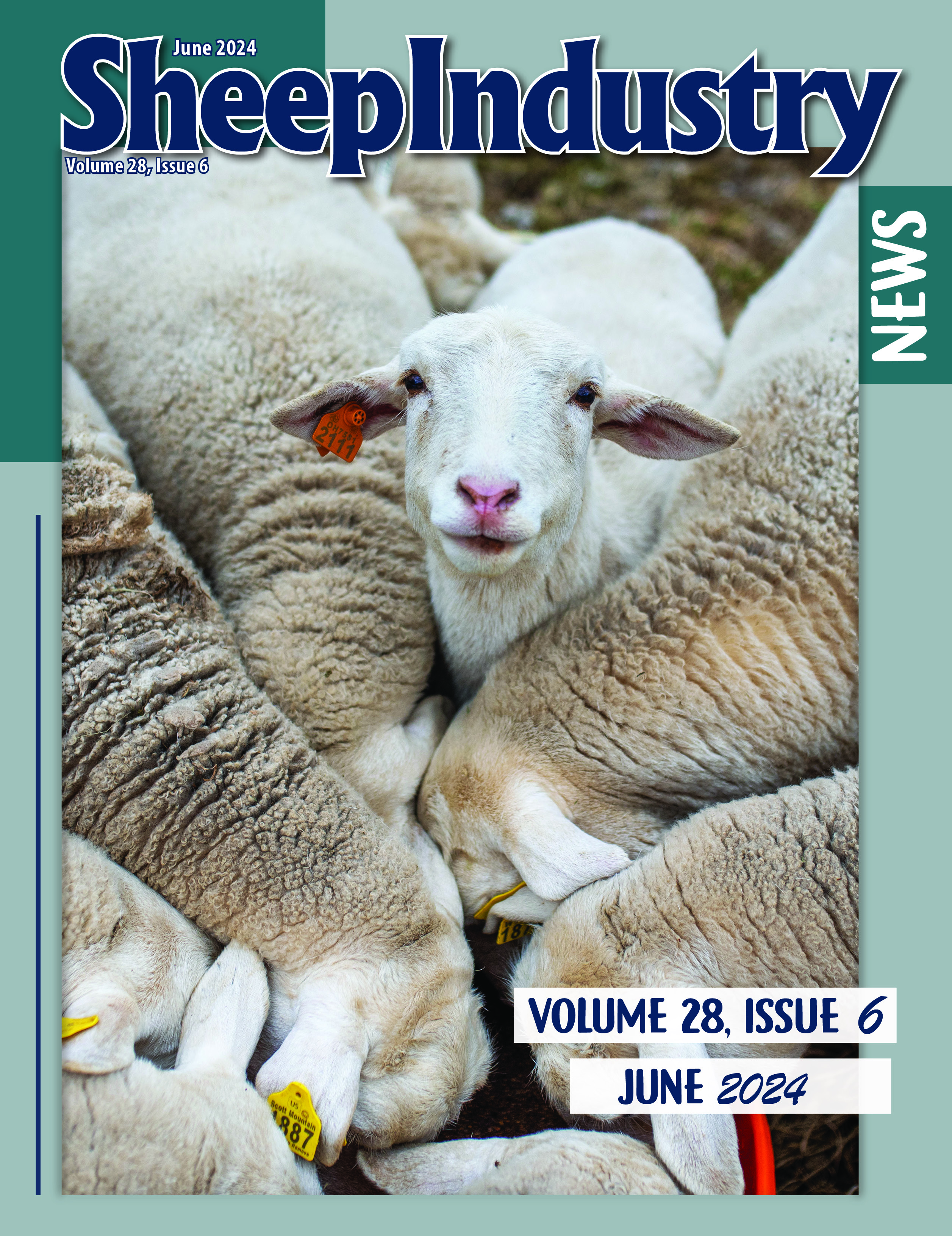 Sheep Industry News June 2024